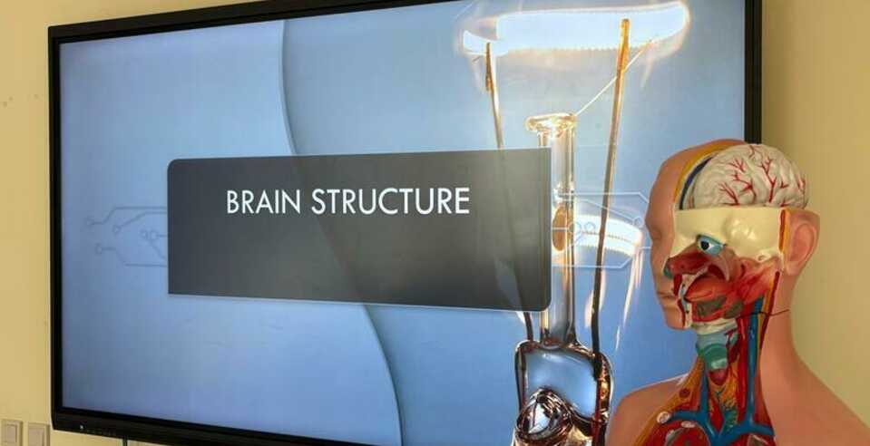 В группе Л-211 прошёл открытый урок на тему «Brain Structure» («Как устроен мозг»)